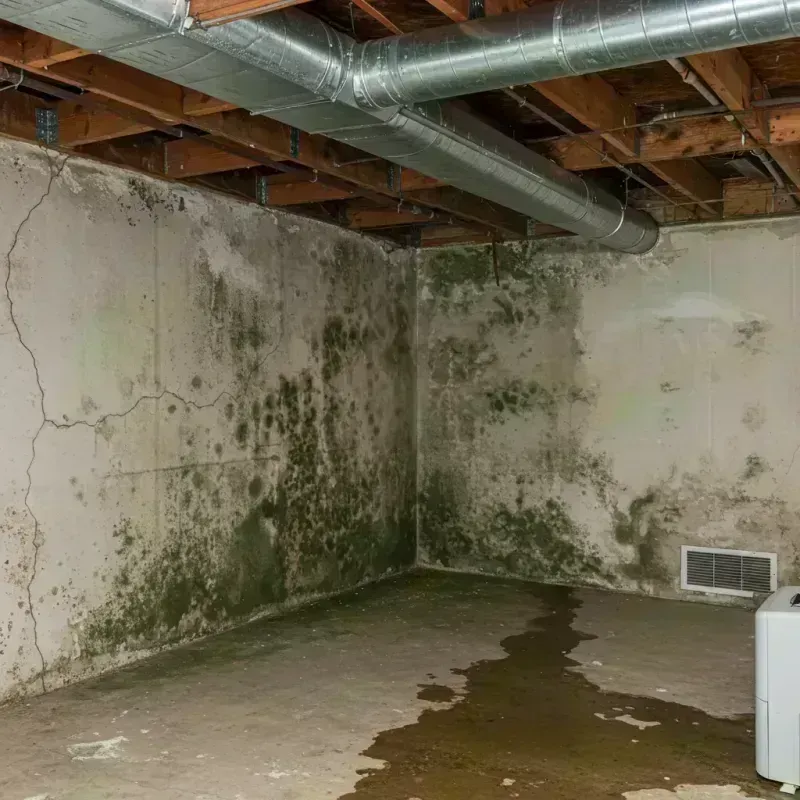 Professional Mold Removal in Wewahitchka, FL